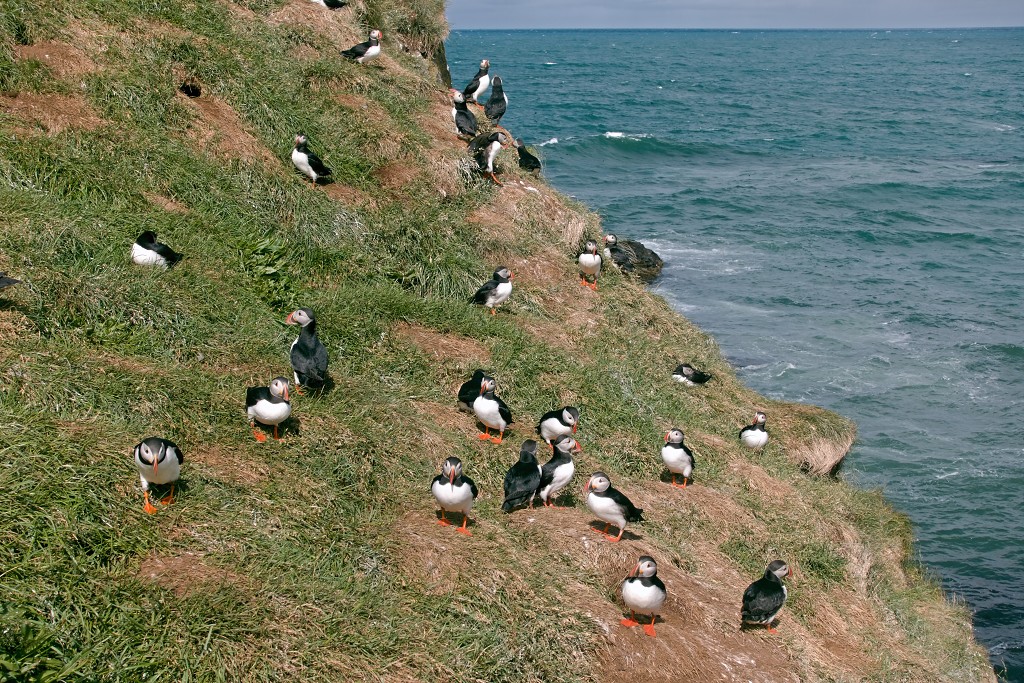 vogels vogel hdr fauna natuur aves zang vliegen vrij
